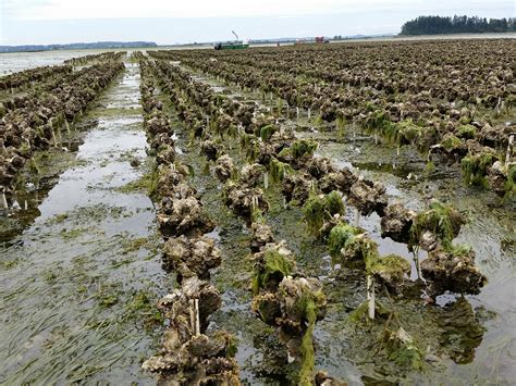 Growing oysters. Things To Know About Growing oysters. 